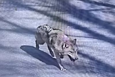 Daejeon O-World Wolf Escape Sparks Two-Day Search as 'Neukgu' Remains
