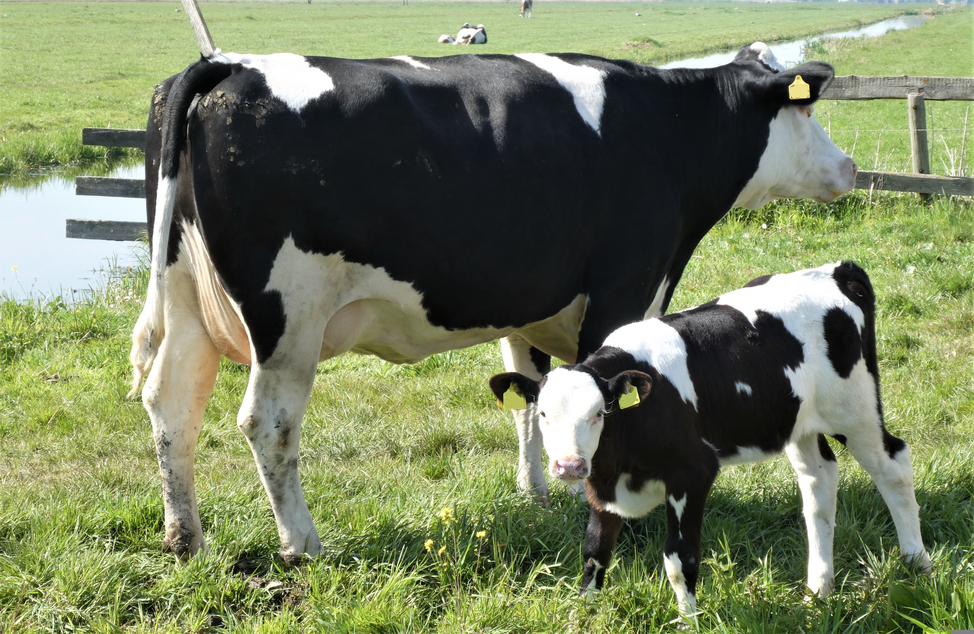 (VIDEO) 64 Holstein Calves Stolen in Ohio: Massive Cattle Theft Shocks Mercer County Farm Community