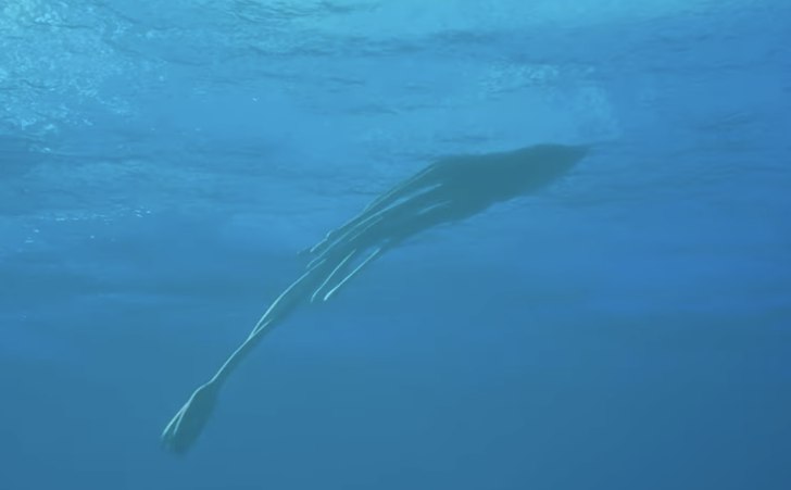Giant Squid Detected Off Western Australia: eDNA Study Uncovers Deep-Sea 