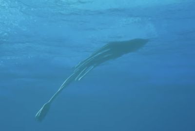 Giant Squid Detected Off Western Australia: eDNA Study Uncovers Deep-Sea
