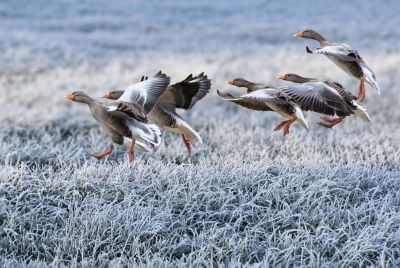 Deadly H5N1 Bird Flu Suspected in Australia for First Time,