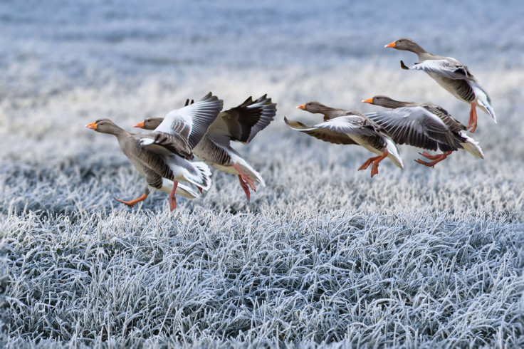 Deadly H5N1 Bird Flu Suspected in Australia for First Time,