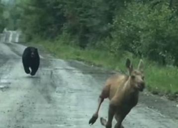 Maine Couple Uses Pickup Truck to Block Charging Black Bear