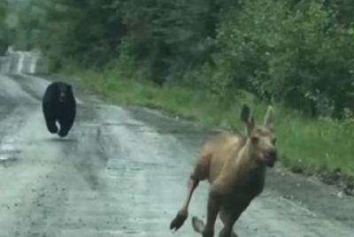 Maine Couple Uses Pickup Truck to Block Charging Black Bear