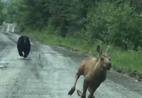 Maine Couple Uses Pickup Truck to Block Charging Black Bear