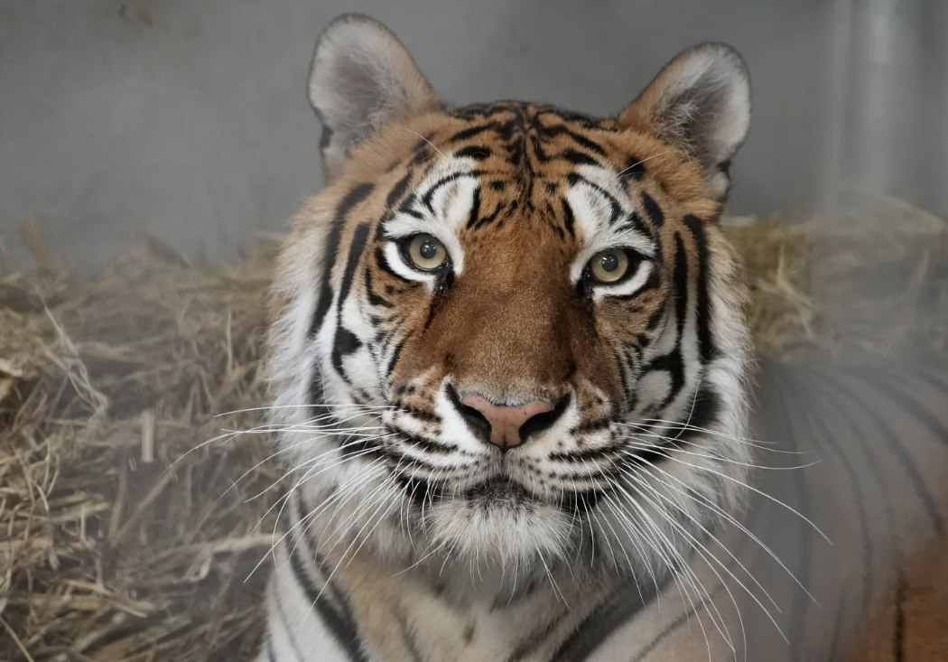 Sitara (Oakland Zoo)