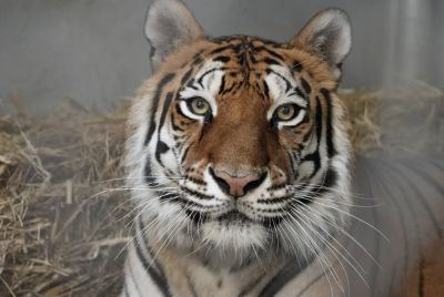 Sitara (Oakland Zoo)