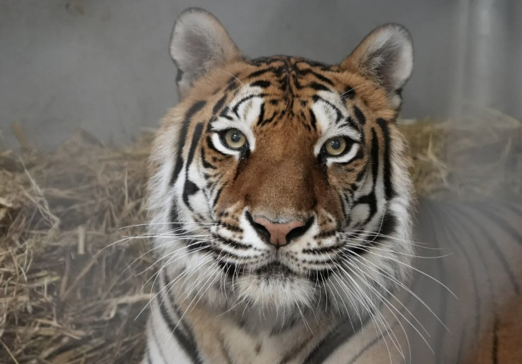 Sitara (Oakland Zoo)