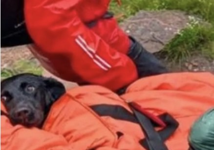 Labrador Rescued From Ben Nevis, UK's Tallest Mountain, After Owner 