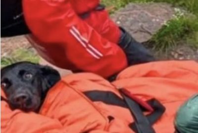 Labrador Rescued From Ben Nevis, UK's Tallest Mountain, After Owner
