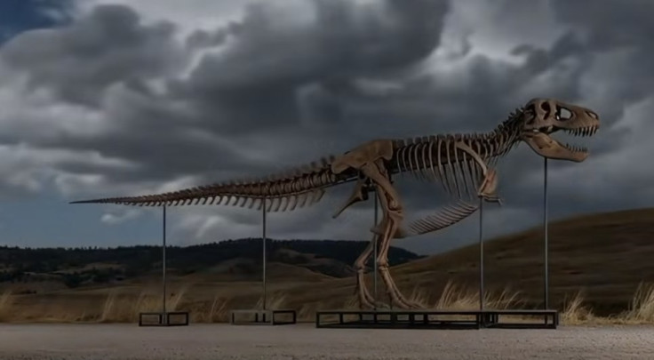 Gus the T. Rex Could Fetch $30 Million at Sotheby's,