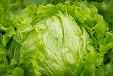 Taco Bell Lettuce Supplied by Taylor Farms Investigated as Source