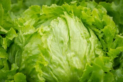Taco Bell Lettuce Supplied by Taylor Farms Investigated as Source