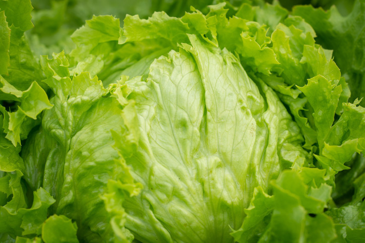 Taco Bell Lettuce Supplied by Taylor Farms Investigated as Source