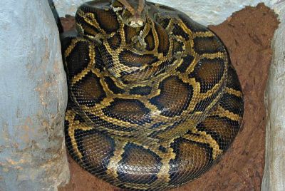 Florida Confirms New Burmese Python Breeding Hotspot Outside the Everglades,