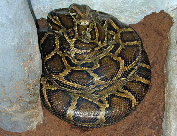 Florida Confirms New Burmese Python Breeding Hotspot Outside the Everglades,