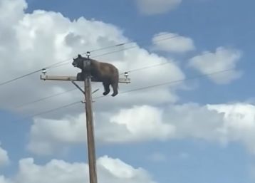Bear That Climbed a New Mexico Utility Pole Dies of