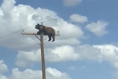 Bear That Climbed a New Mexico Utility Pole Dies of