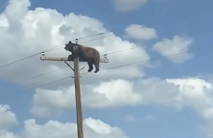 Bear That Climbed a New Mexico Utility Pole Dies of
