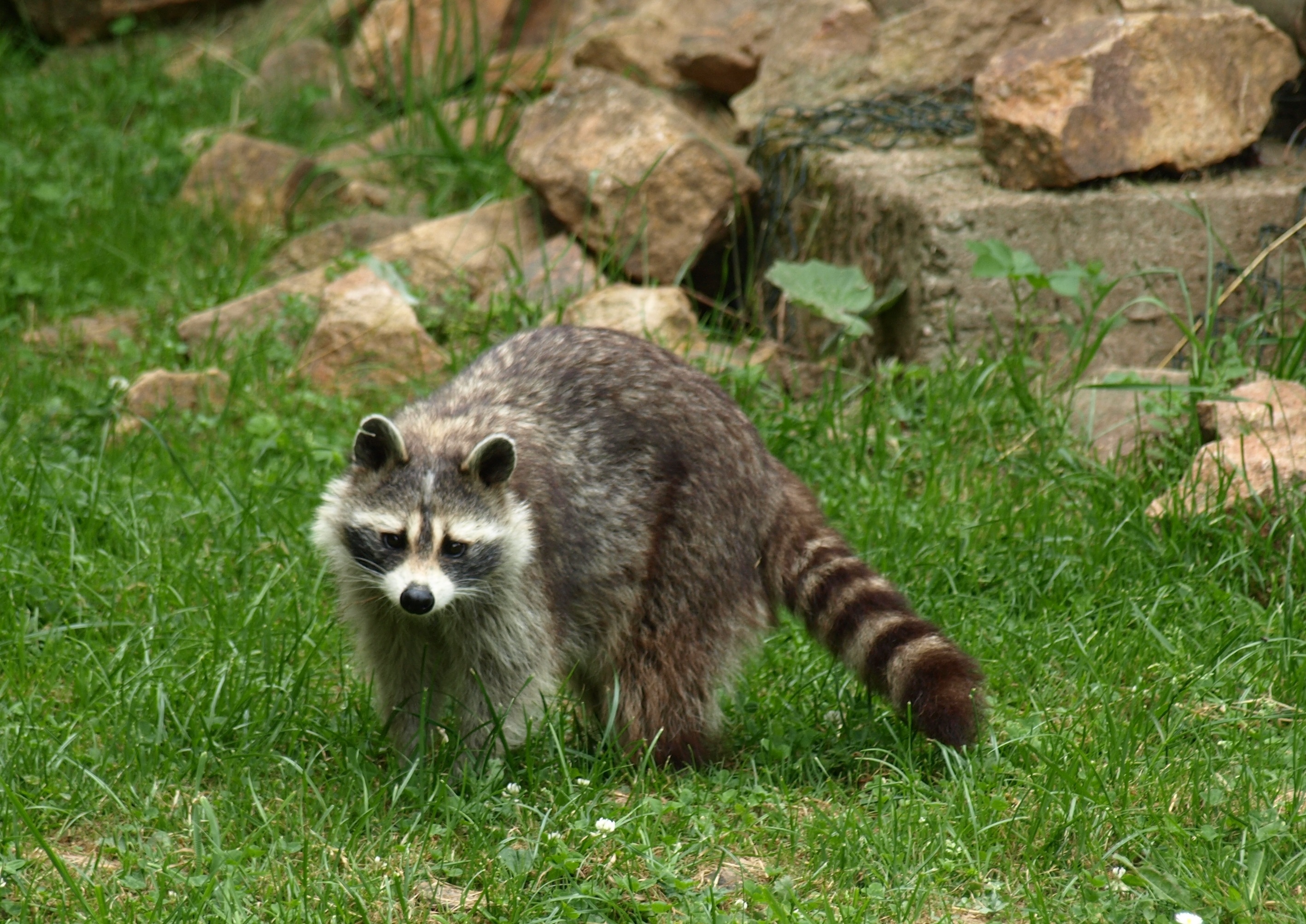 Gloucester County Officials Searching for Second Raccoon After Rabies-Positive Animal 