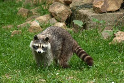 Gloucester County Officials Searching for Second Raccoon After Rabies-Positive Animal