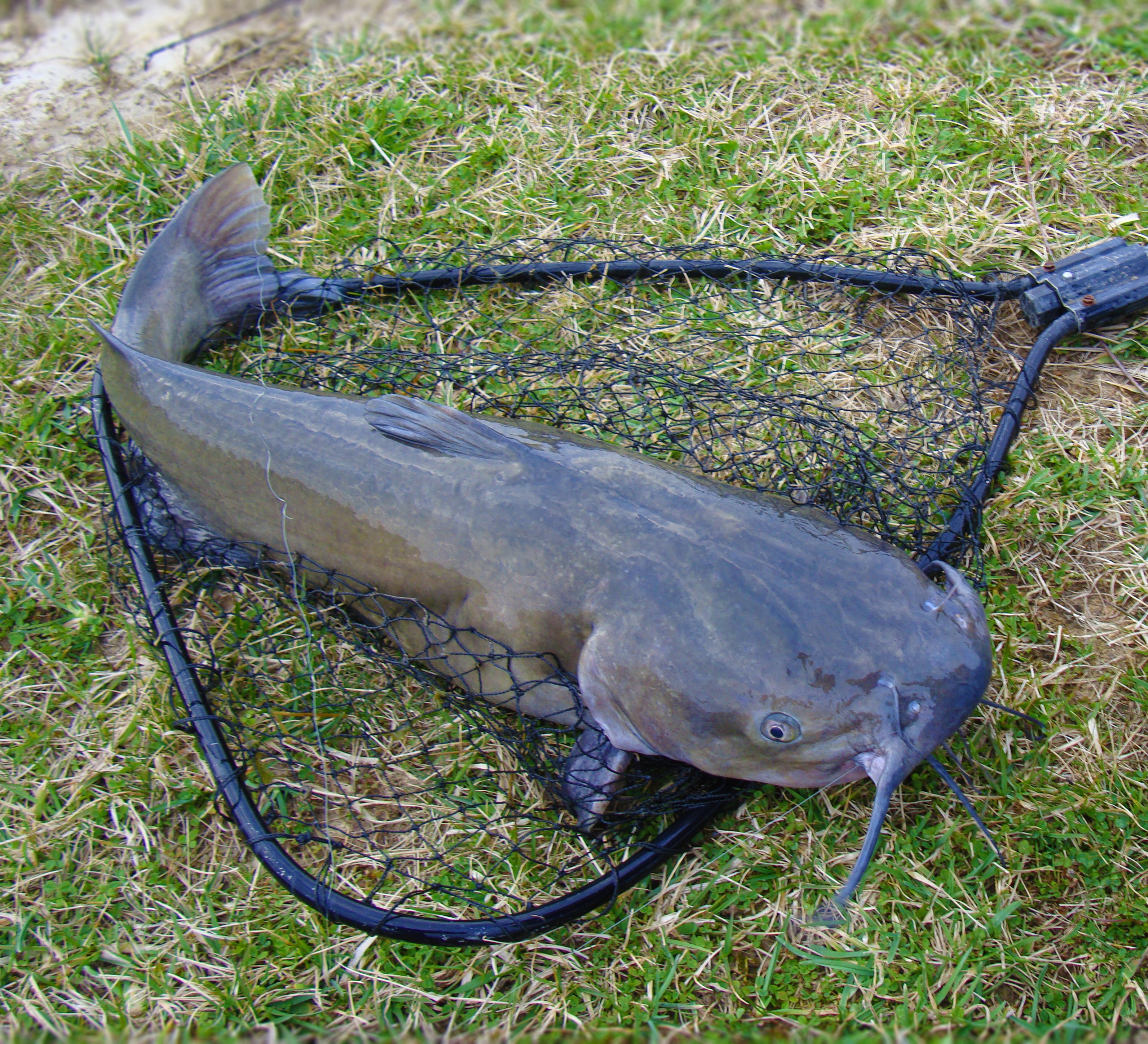 Scientists Find First-Known Transmissible Cancer in Catfish, Raising New Questions 