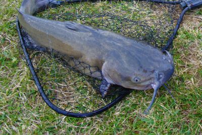 Scientists Find First-Known Transmissible Cancer in Catfish, Raising New Questions