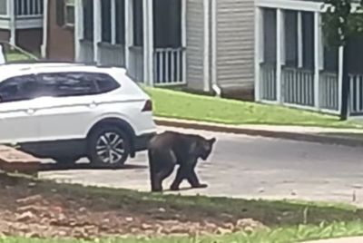Black Bear Wandering Alabama Neighborhoods Goes Viral After Peering Into