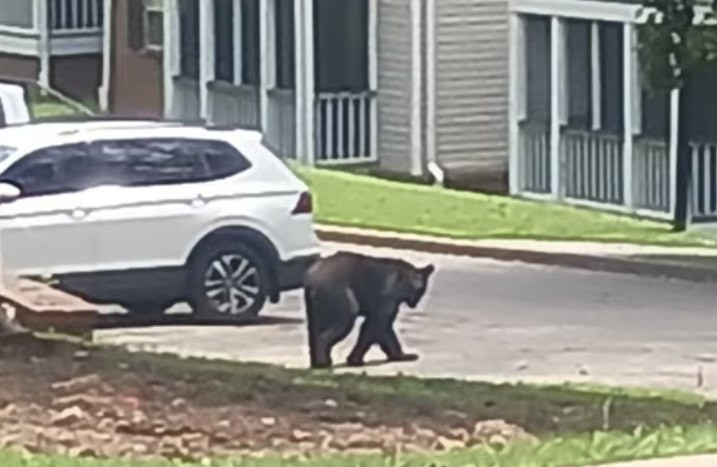 Black Bear Wandering Alabama Neighborhoods Goes Viral After Peering Into