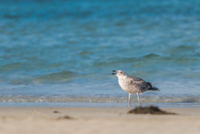 Australia Records Its First Suspected Mass Bird Flu Die-Off as