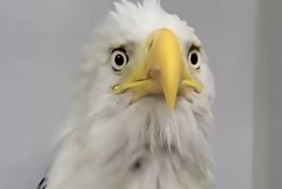 Beloved Big Bear Bald Eagle Jackie's Anemia Worsens as Blood
