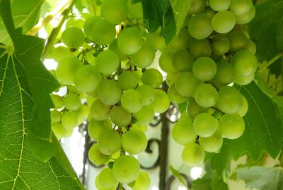 Fructose, a Common Dietary Sugar, May Help Cancer Cells Break