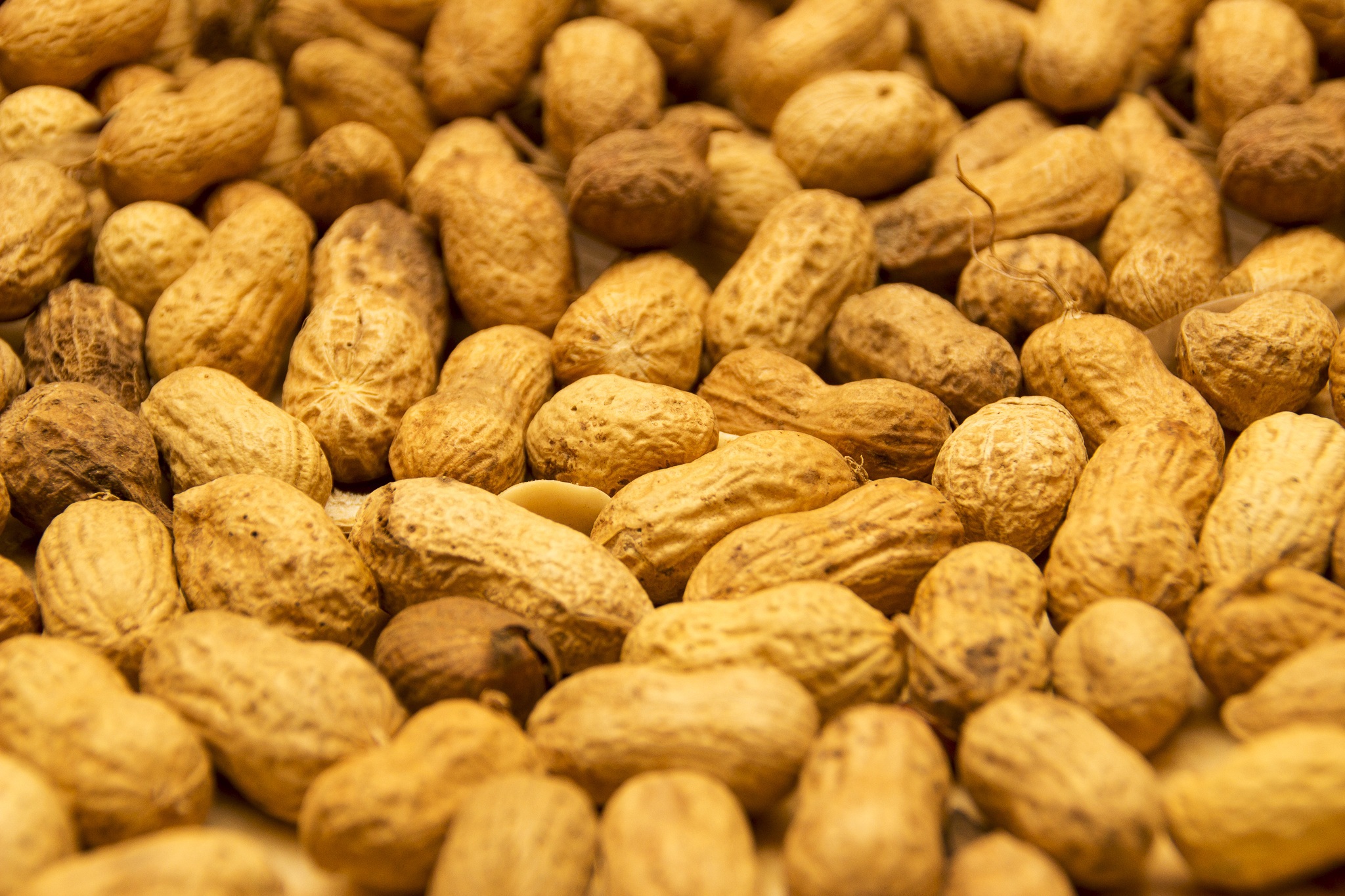 Peanut