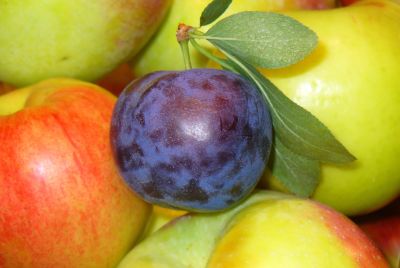 Prunes