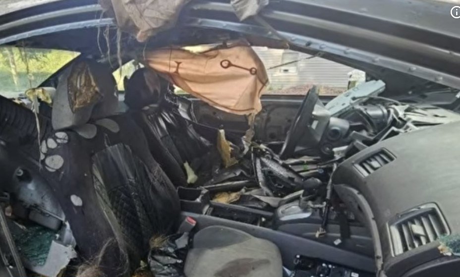 300-Pound Bear Dies Trapped Inside Car in Colorado Amid Record-Breaking 
