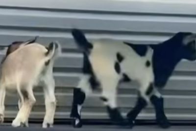 North Carolina Boy Faces Six Rabies Shots After Mobile Petting