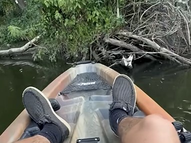 Fisherman Rescues Drowning Kitten After Hearing Cries From A Tree, 