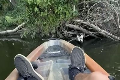 Fisherman Rescues Drowning Kitten After Hearing Cries From A Tree,