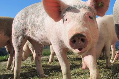 Genetically Engineered Pig Kidneys Show Success In Human Transplant Trials