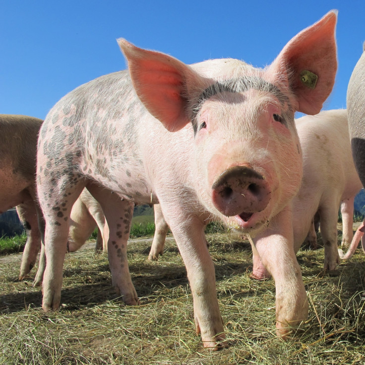 Genetically Engineered Pig Kidneys Show Success In Human Transplant Trials