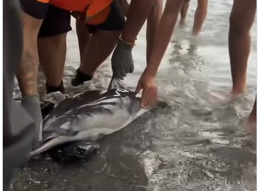 Baby Dolphin Killed By Migrants At Ceuta Beach Sparks Outrage,