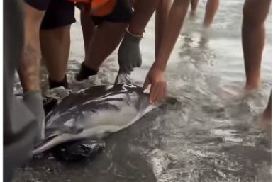 Baby Dolphin Killed By Migrants At Ceuta Beach Sparks Outrage,
