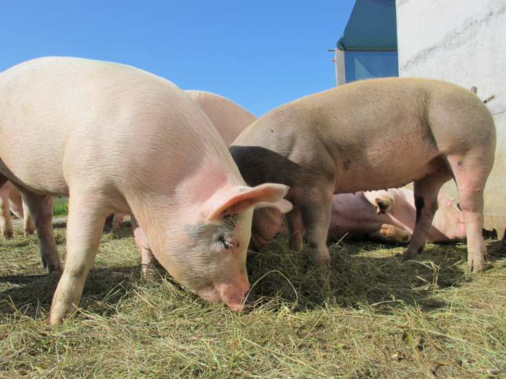 New Hampshire Man Survives Record 271 Days With Pig Kidney