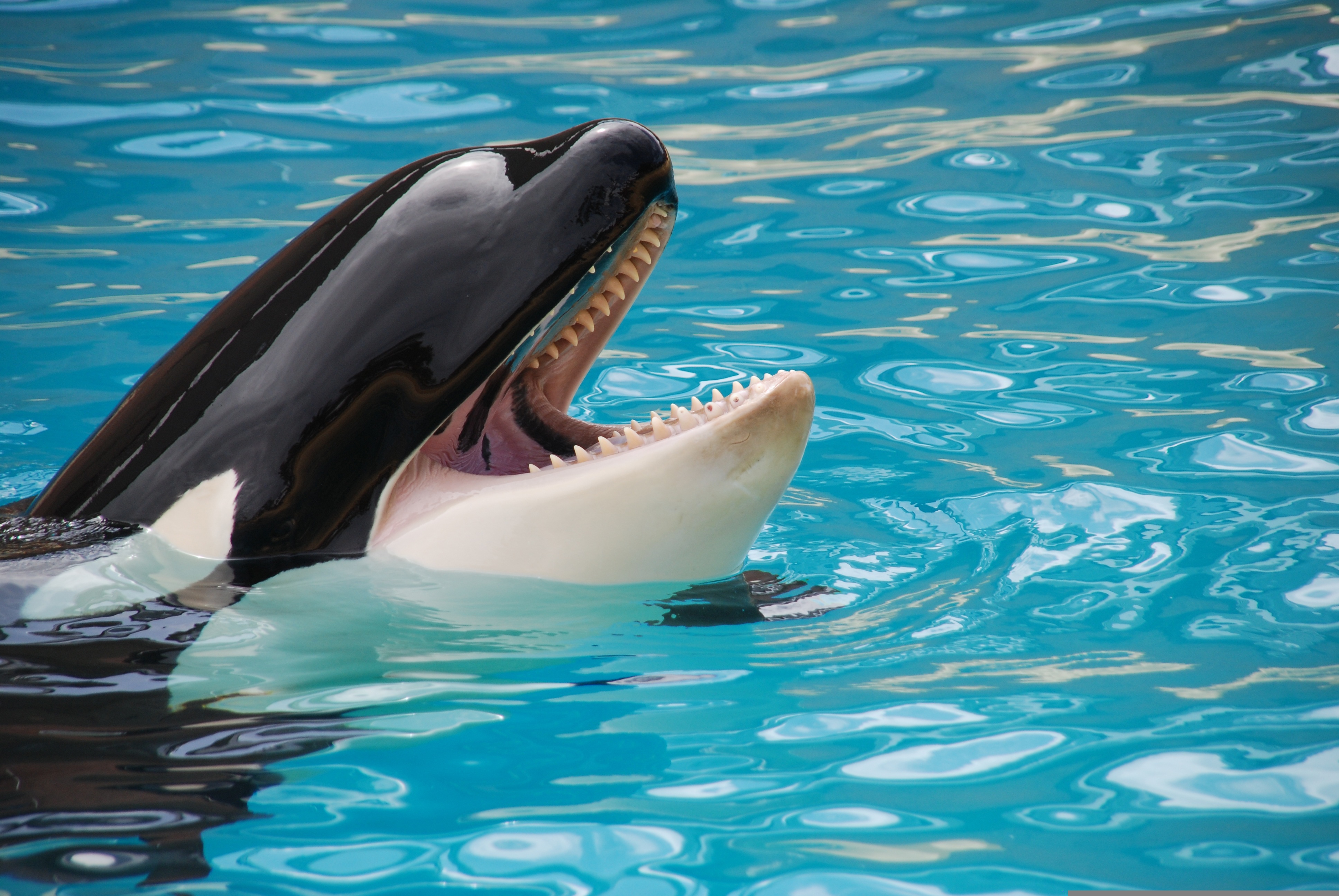 Communication Structure Patterns Scientists Use AI To Decode Animal Communication, Finding Whale And ...