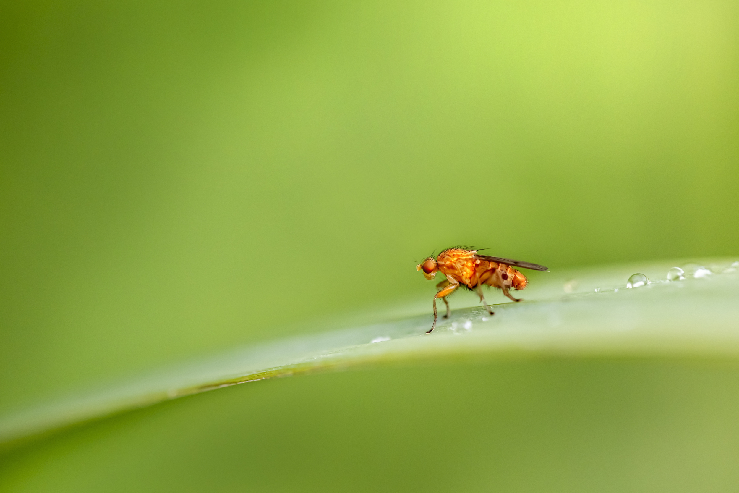 Scientists Complete Second Full Map Of Fruit Fly Brain, Charting 