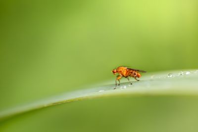 Scientists Complete Second Full Map Of Fruit Fly Brain, Charting