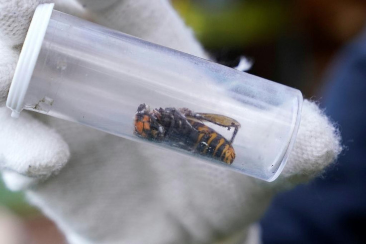 Asian giant hornets are nearly two inches (five centimeters) in length and can decimate honeybee colonies