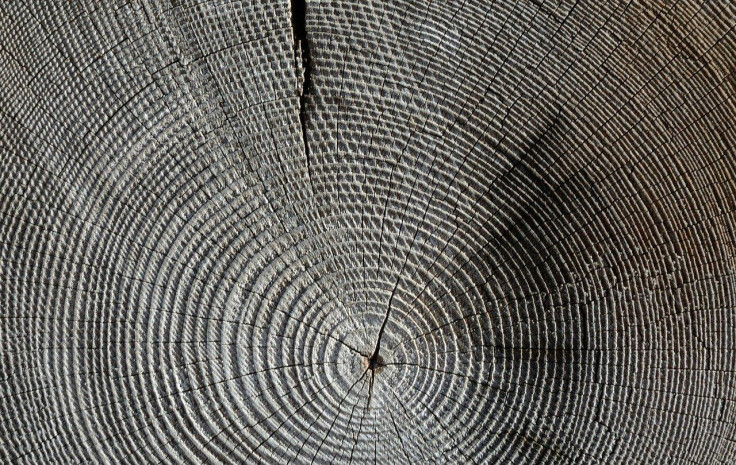 Wood/ Tree Rings