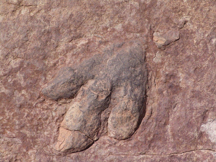 Footprint/Fossil