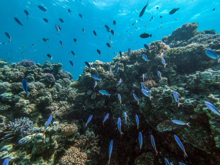 The dazzling turquoise waters and coral reefs off Egypt's Red Sea coast attract scuba divers, but plastic trash and global warming threaten the fragile marine ecosystem.